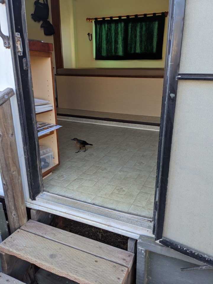 Small crow sized brown bird with black wings stands inside trailer.