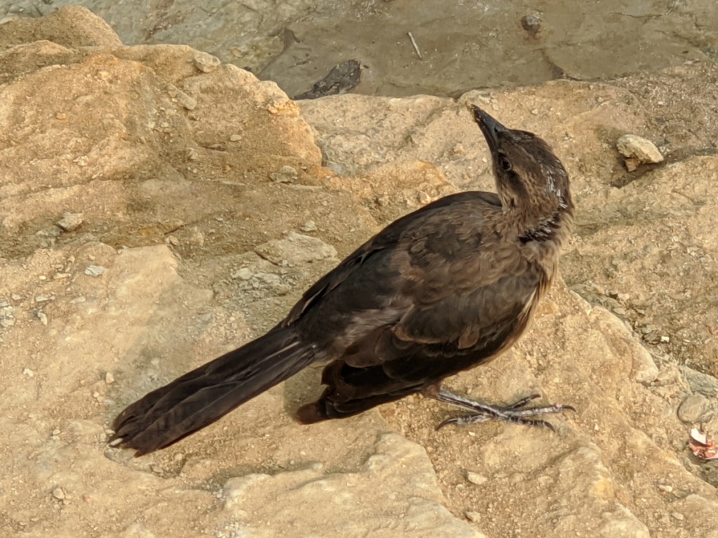 Small crow sized brown bird with black wings stands on tan sandstone.