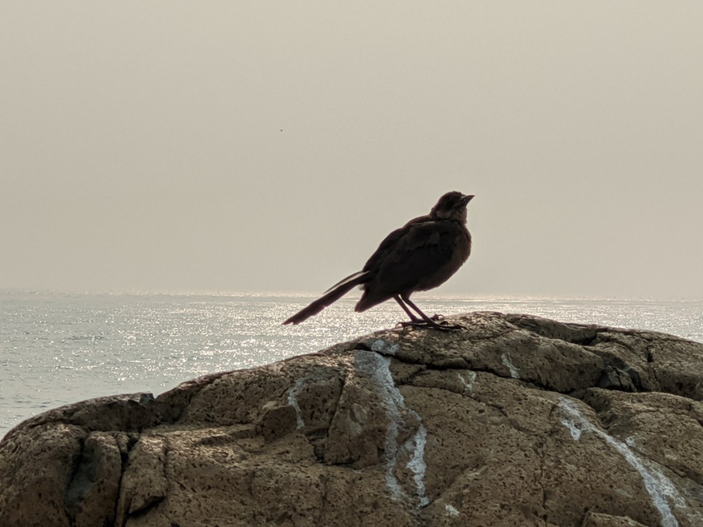 Small crow sized brown bird with black wings stands on rock with ocean in background.