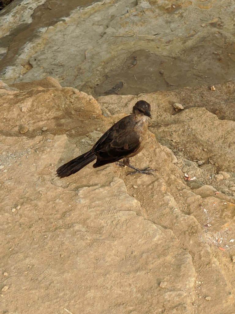 Small crow sized brown bird with black wings stands on sandstone.