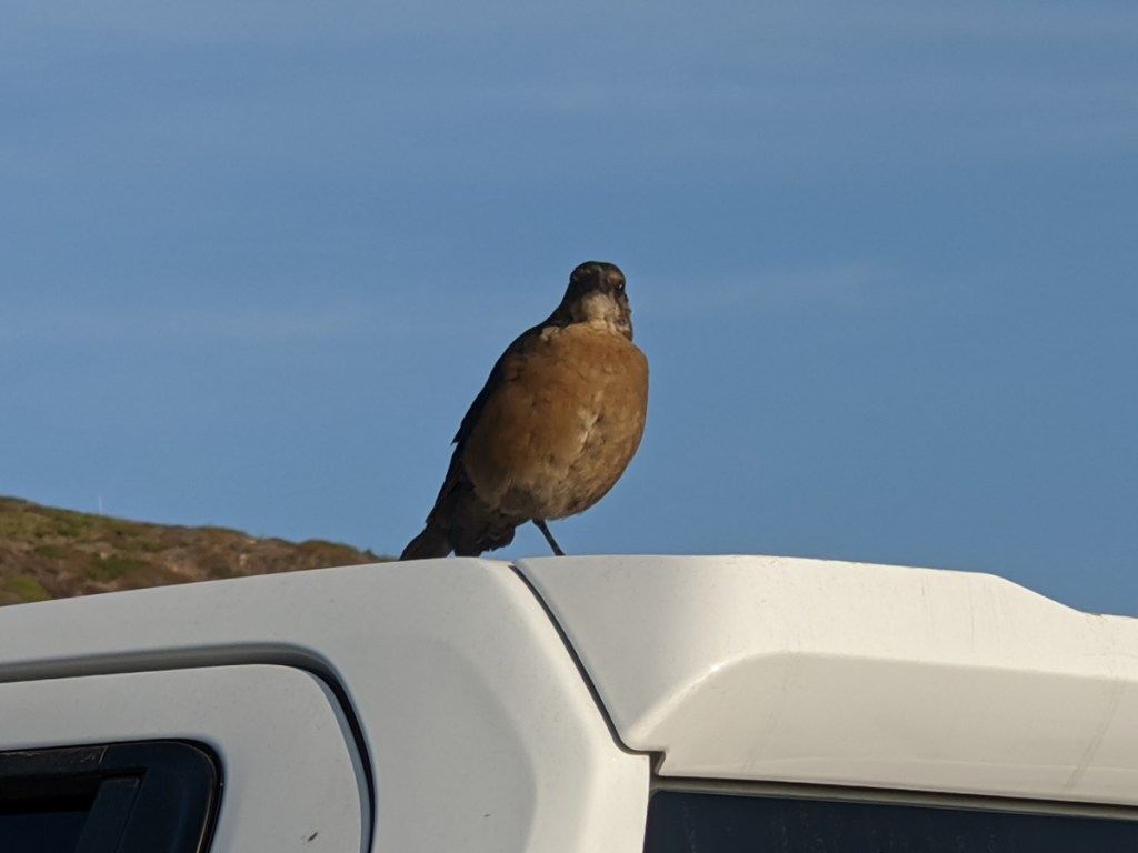 Small crow sized brown bird with black wings stands on top of a car roof.