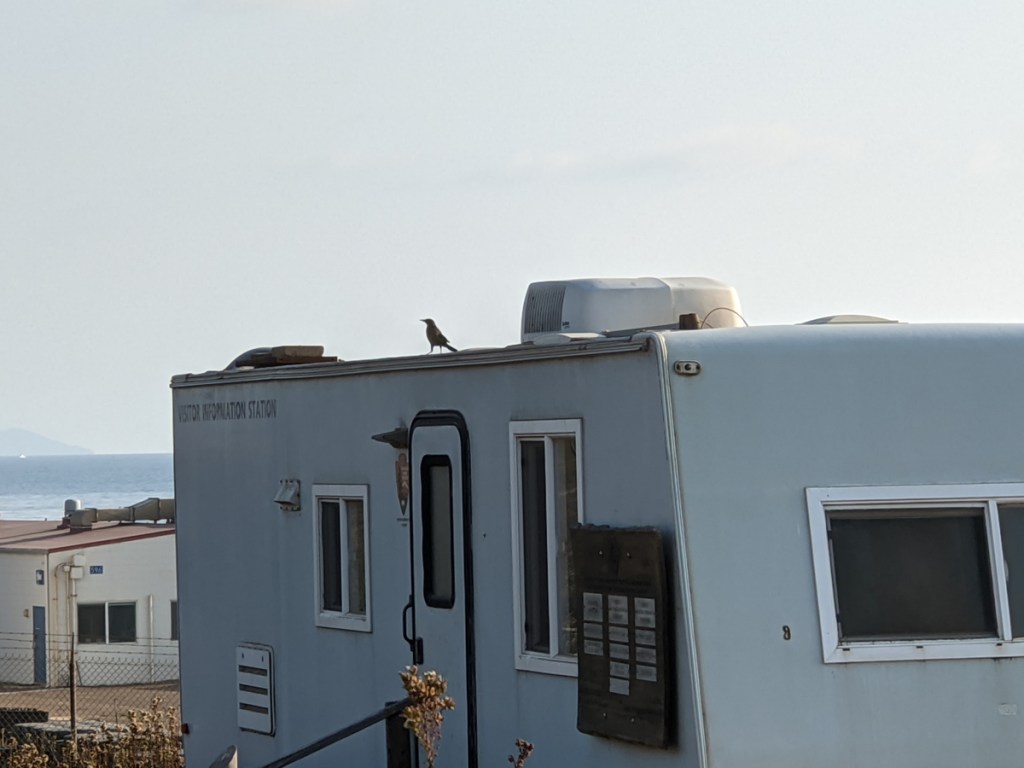 Small crow sized brown bird with black wings stands on a trailer roof.