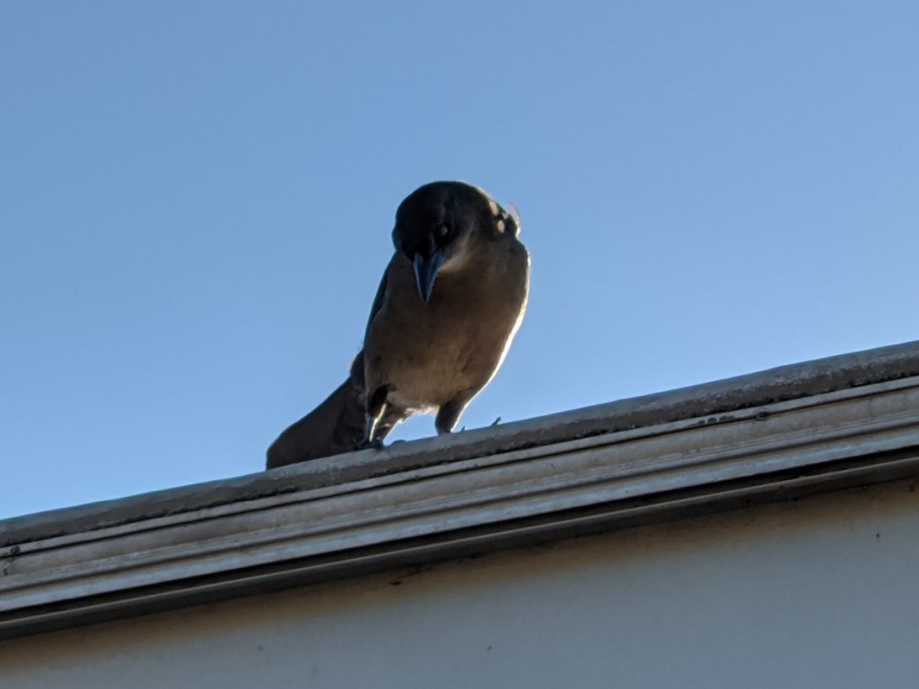 Small crow sized brown bird with black wings looks down from a roof.