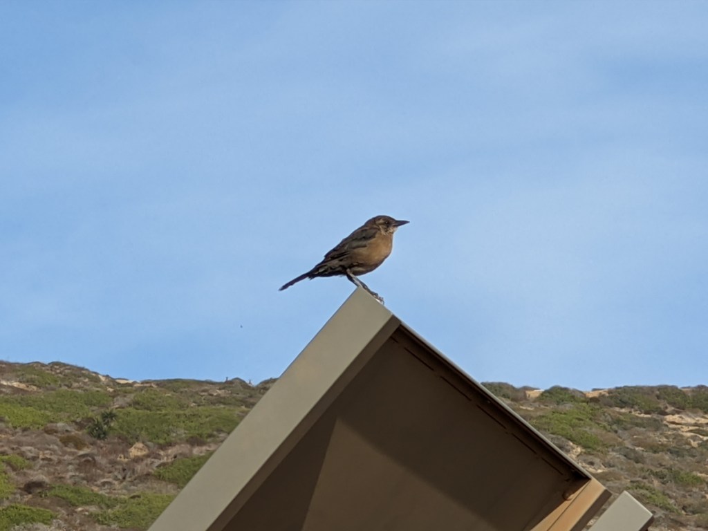 Small crow sized brown bird with black wings stands on a green railing