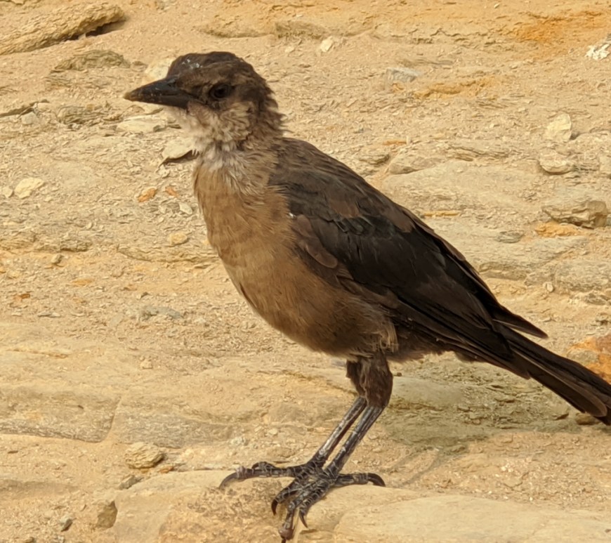 Small crow sized brown bird with black feathers stands on sandstone.