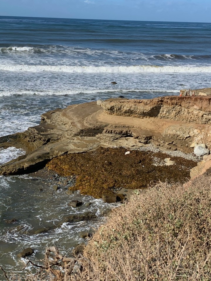 Seaweed covering beack adjacent to sandstone cliffs
