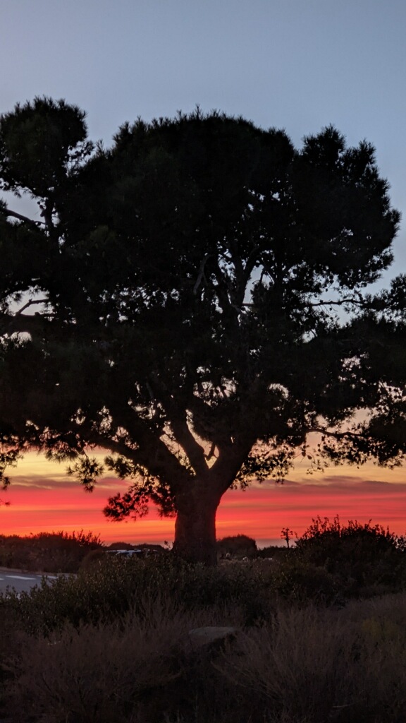 Tree in shadow with orange sky at sunset