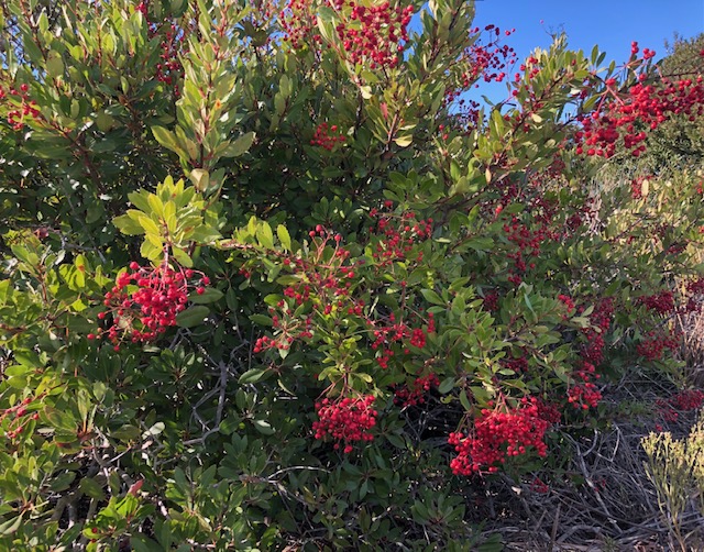 Large green bush with red berries