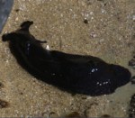 a brownish black blob with rabbit like ears.