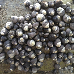 a group of black and white nickel sized snails.