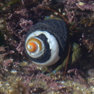 a crab with a hard round snail shell with black and white spirals on top of it