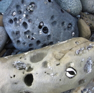 A rounded oval shaped rock with various sized holes in it. Some of the holes are filled with hard clam shells.
