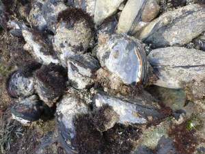 black egg sized oval shaped shells with a dime approximately ten percent of the size of one of the shells.