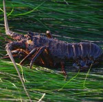 a red oblong blob with eight legs and two antenna in shallow water.