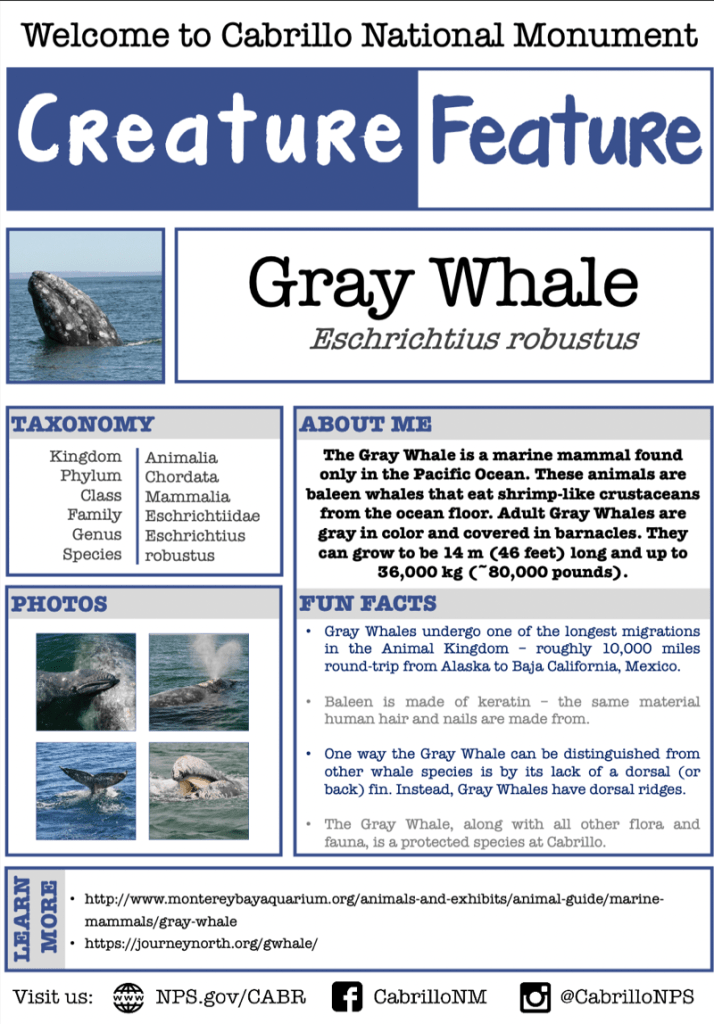 Poster title Creature Feature with Gray Whale poking its head out of the water