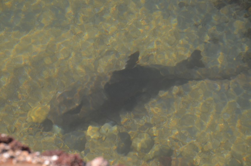 Brown shark in shallow water