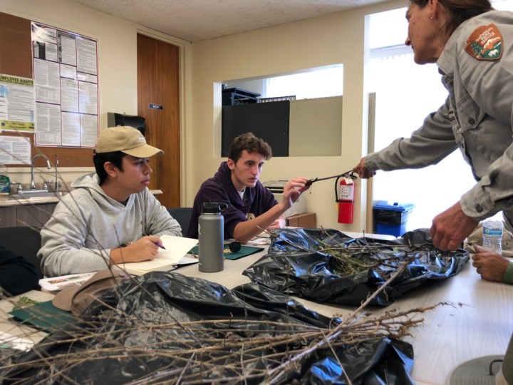Ranger Lonie stands at a table that has two open black trash bags filled with dry brush on it. She hands a twig to apprentices Jackson and Eric who appear to inspect it carefully.