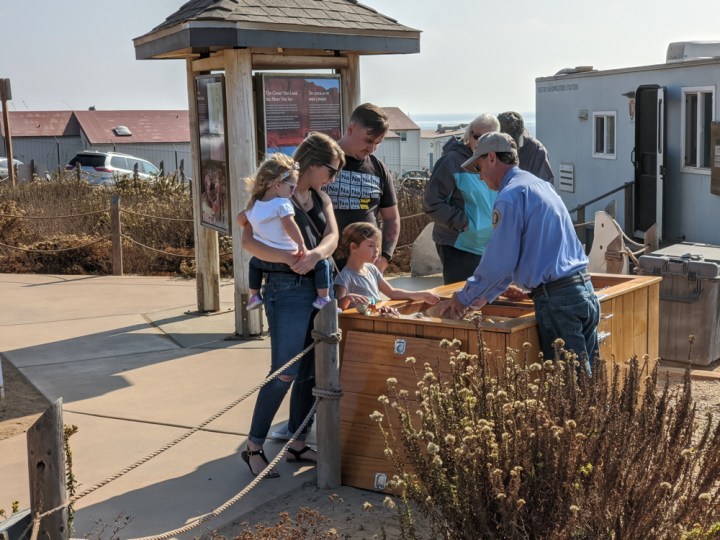 Park volunteer Dan stands behind the tidepool Education Table showing an abalone shell to two children and four adults. The tidepool trailer, whale scapulas, dormant bushes and Spawar buildings are in the background.