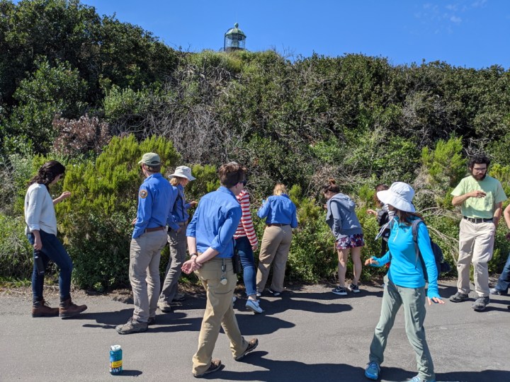 A large group of volunteers and staff inspect plants on a hill along a paved portion of the bayside trail. The very top of the lighthouse peaks over the top of the green hill.