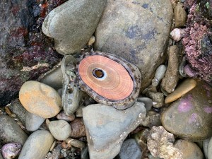 a hard pink shell sits on top of an oblong brown and gray mottled blob. There is an oval shaped opening to the left center of the shell.