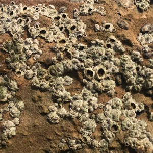 tiny green pea sized volcano like bumps on a rock. A black oval shaped shell is in the upper right.
