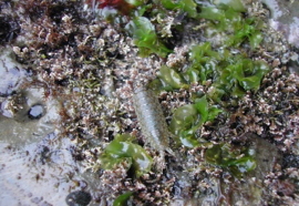 A dime sized oval shaped bug with lots of tiny legs.