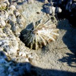 A penny sized oval shaped shell with ridges radiating from the center.