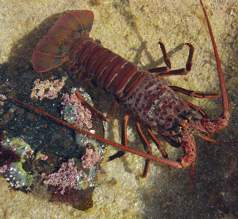 Spiny Lobster – CNM VIP Voice