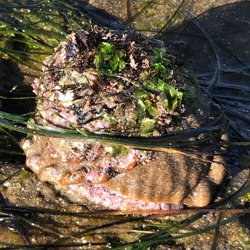 Turban shaped brown and pink snail with green algae growing on it