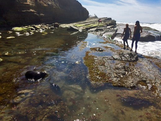 Two people walk along a rocky beach. A baby seal is in shallow water in the foreground.