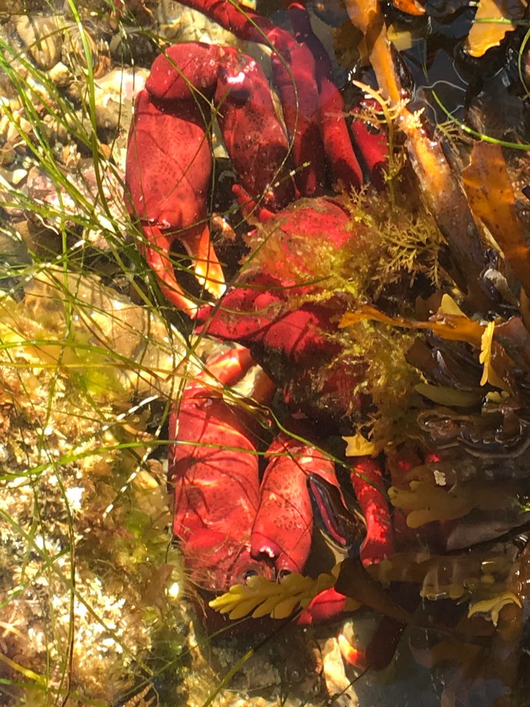 A large red crab with two large pinchers