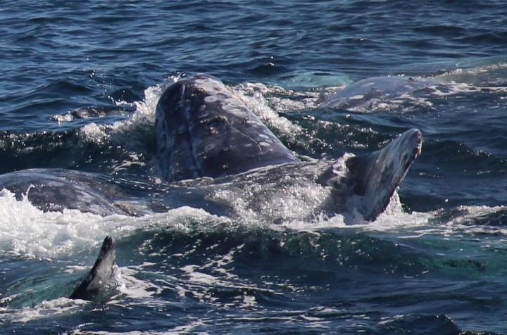 The head of a gray whale surfaces to breathe