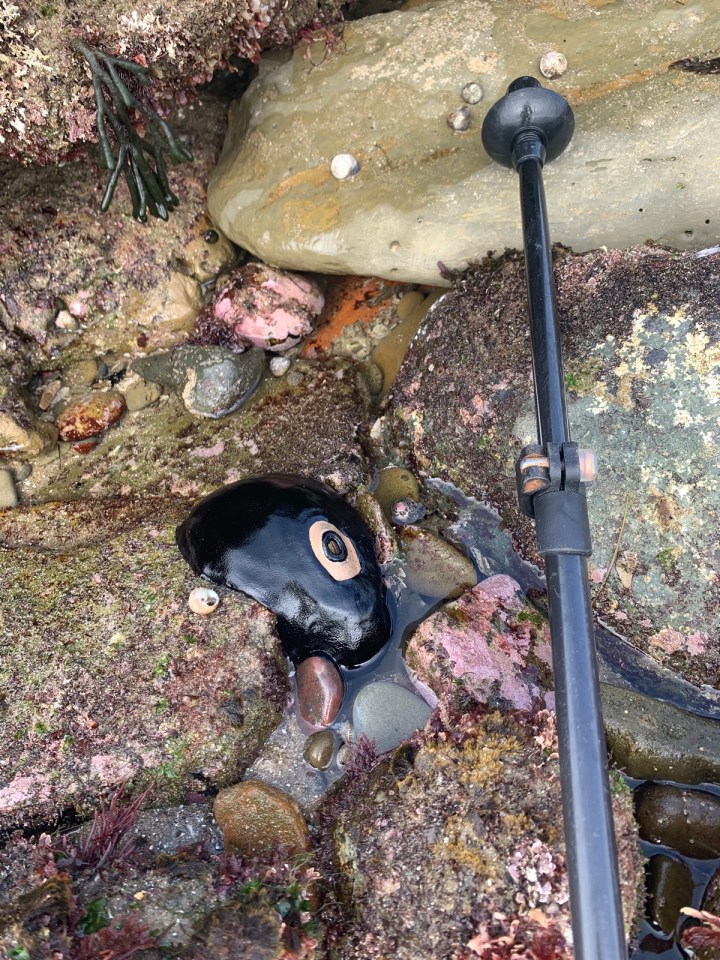 A black blob is attached to a rock. A tan oval shaped hard shell sits on top of the blob. The shell has an opening in the middle. A walking stick is seen to the right of the blob.