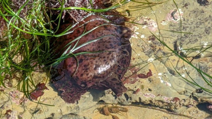 A foot sized purple and black blob sits in shallow water.