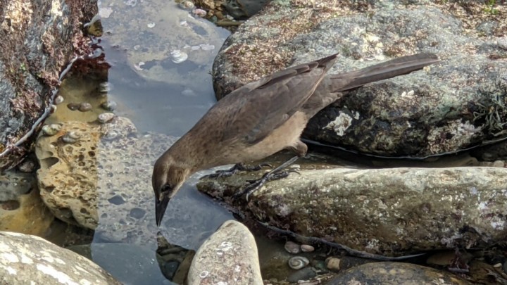 A gray and white bird stands on a rock looking at the water.