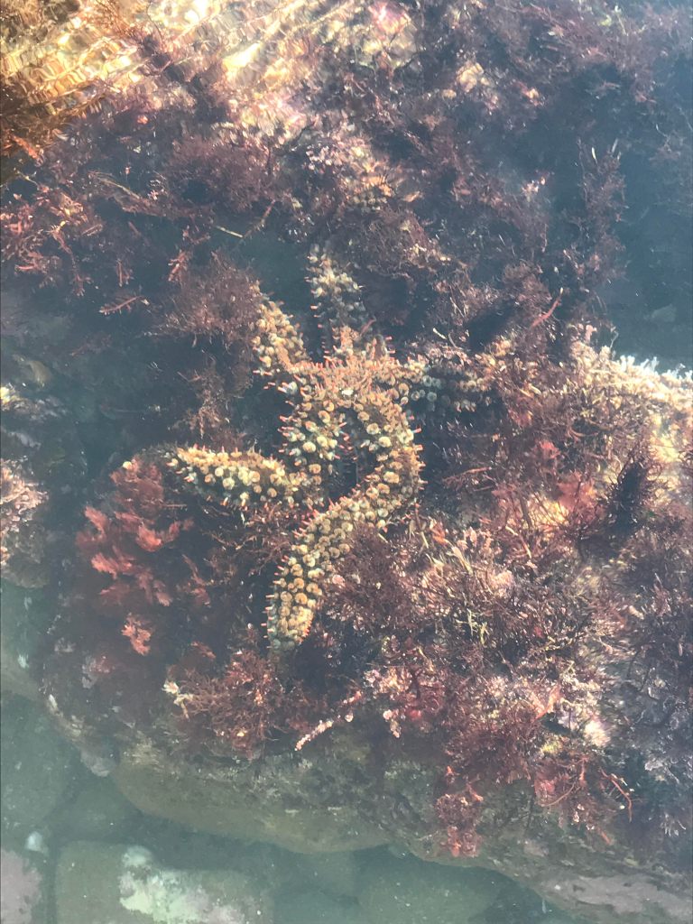 A brown sea star with yellow knobs over each arm.