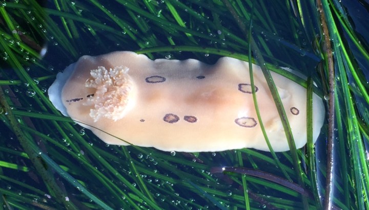 An oblong beige sea slug with brown oval shaped rings lies on a bed of seagrass.