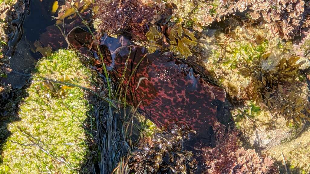 A foot sized purple and black blob moves in shallow water.