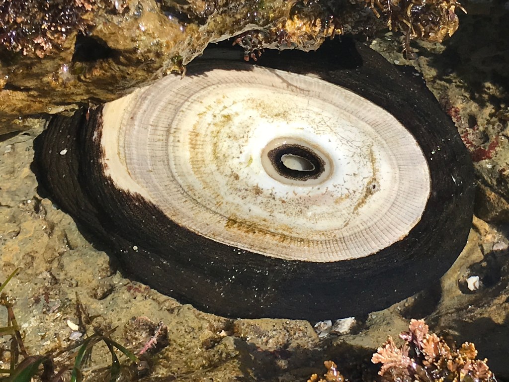 A black blob is attached to a rock. A tan oval shaped hard shell sits on top of the blob. The shell has an opening in the middle.