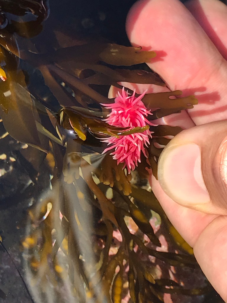 A hand shows a hot pink penny sized blob with pink cylindrical tubes on seaweed.