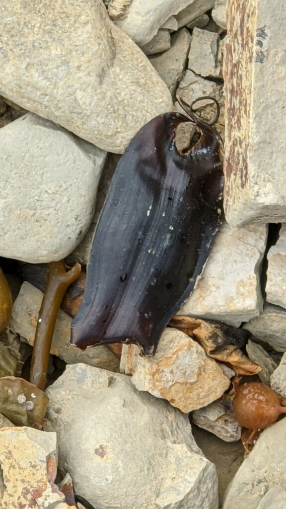 A black plastic like flat oval on rocks. A holr is at one end of the oval.