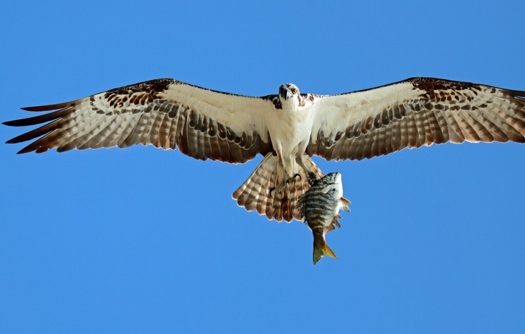 Large gray and white bird flying overhead with fish in claws