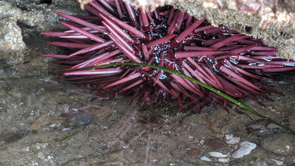 A spherical purple ball with cylindrical purple spikes all over it.