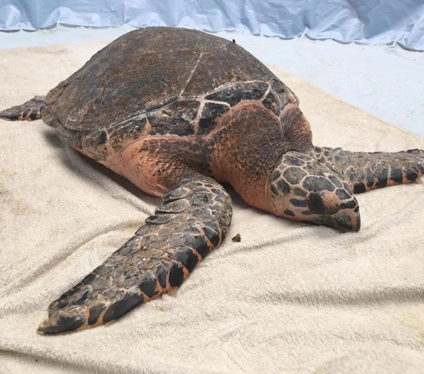 Large sea turtle laying on a beige towel