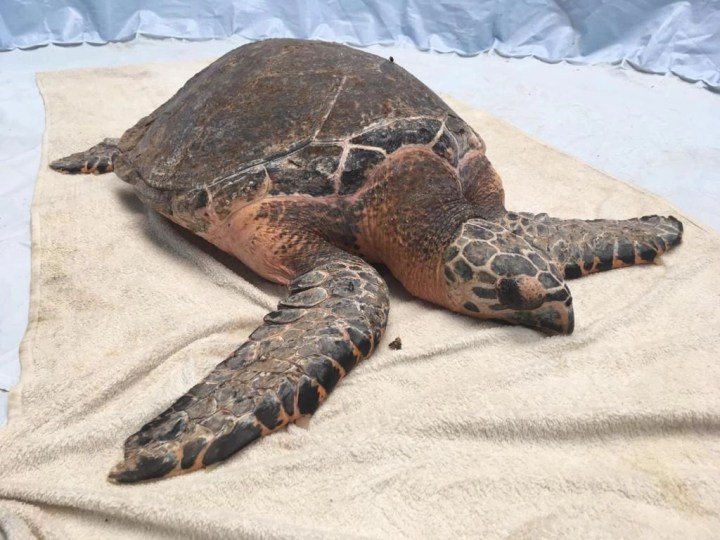 Large sea turtle laying on a beige towel