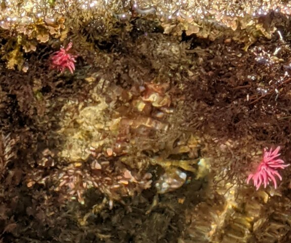 Two fingernail sized hot pink blobs with cylindrical spikes on a rock, six feet apart.