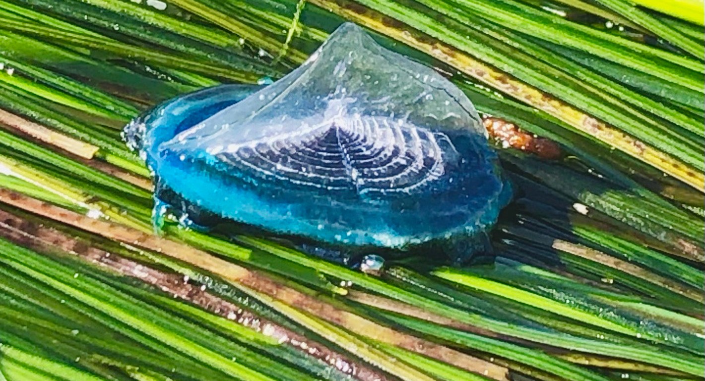 An oval shaped blue soft thumb sized jellyfish with round concentric circles on top.
