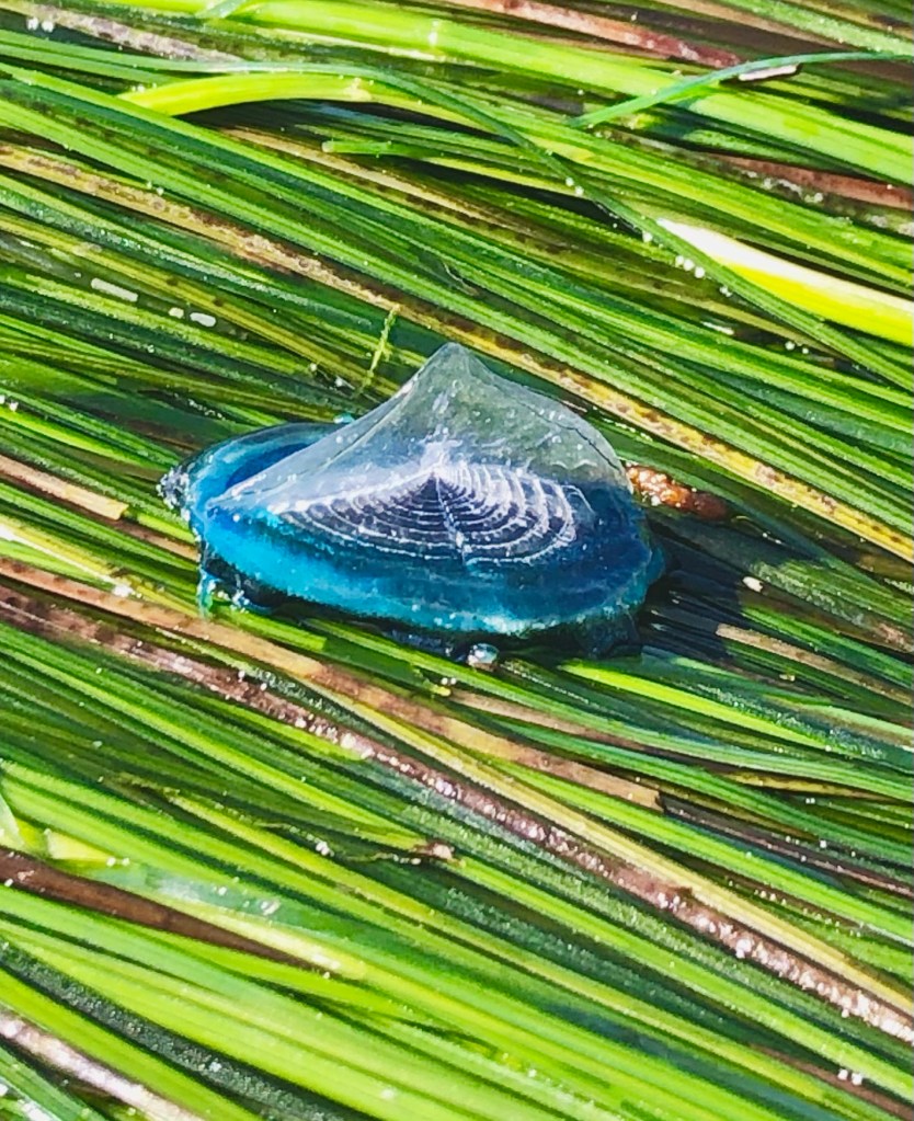 A oval shaped blue soft thumb sized jellyfish with round concentric circles on top.
