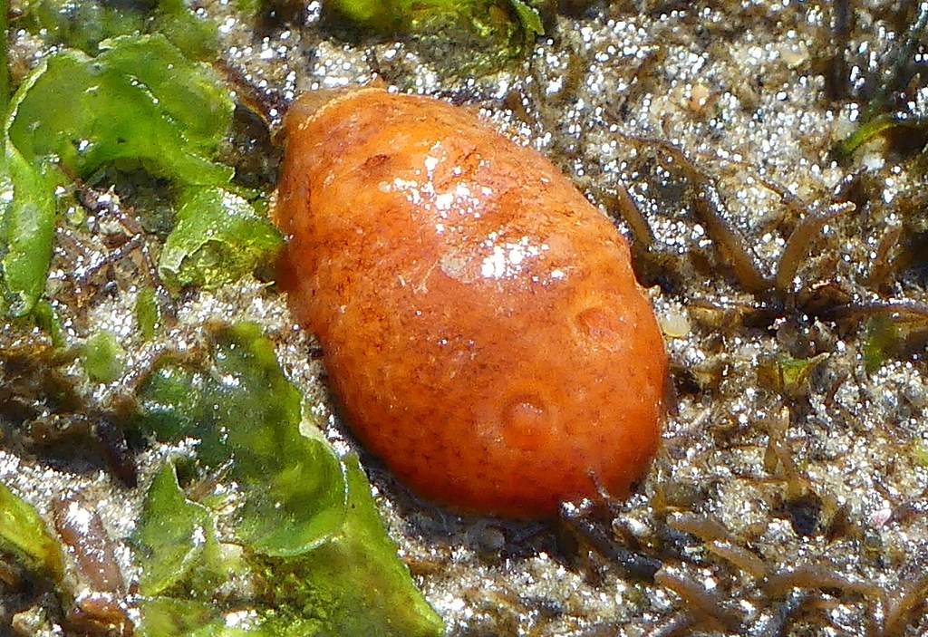 An orange thumb sized blob shaped like an egg