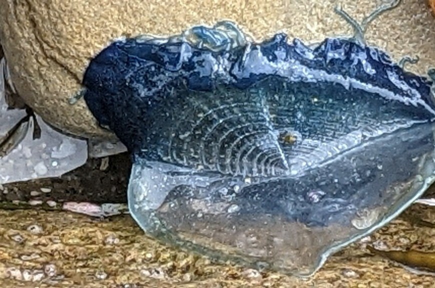 A blue oval blob attached to a rock.